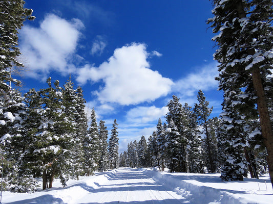 Photo Snow Covered Road Pine Trees Brilliant Blue Sky Duck Creek Village Utah