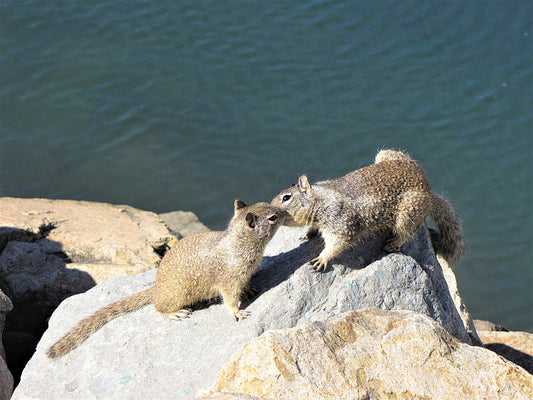 Photo California Ground Squirrels Kissing by Bay Oceanside California