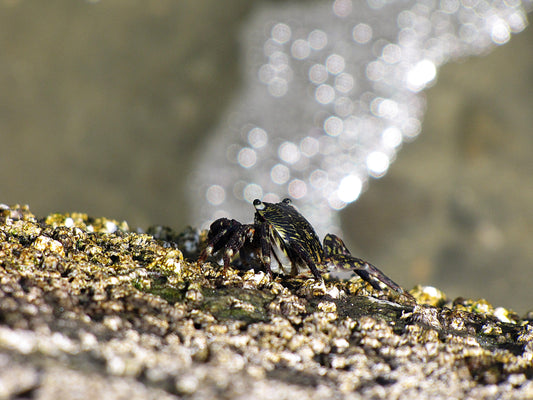 Photo Stripped Shore Crab Oceanside California