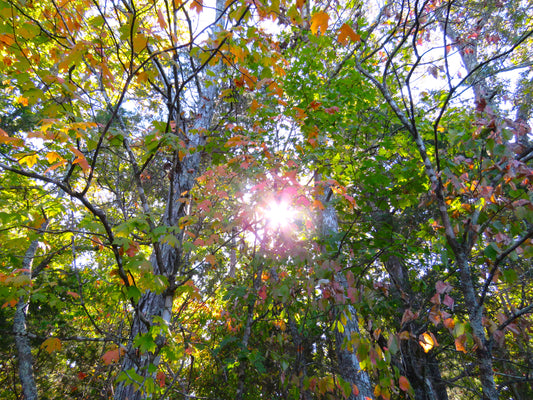 Photo Sun Shining Through Autumn Leaves in Forest in Tennessee