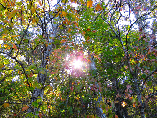 Photo Sun Shining Through Autumn Leaves in Forest in Tennessee