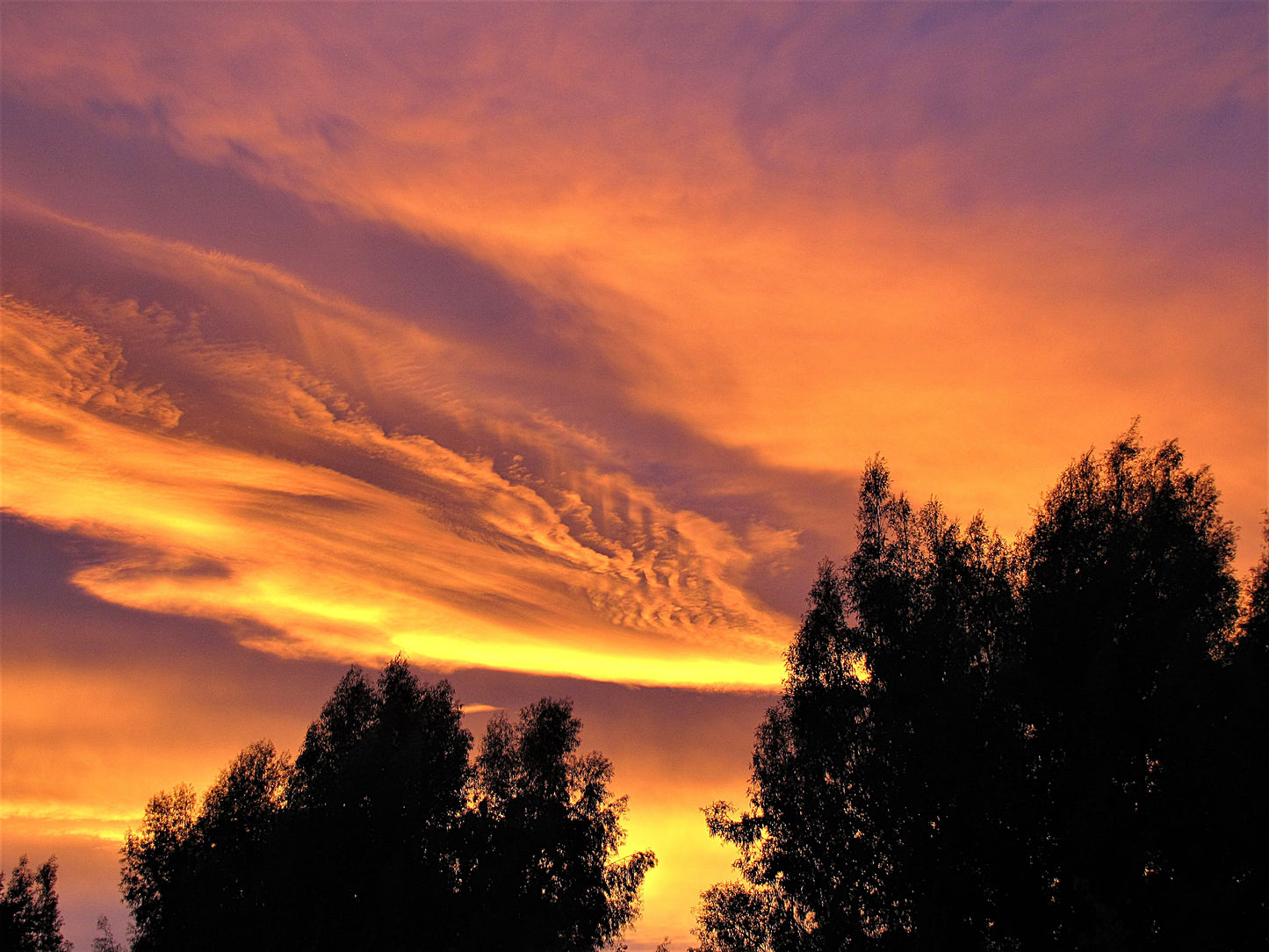 Photo Bright Orange and Yellow Sunrise Trees Yucaipa California