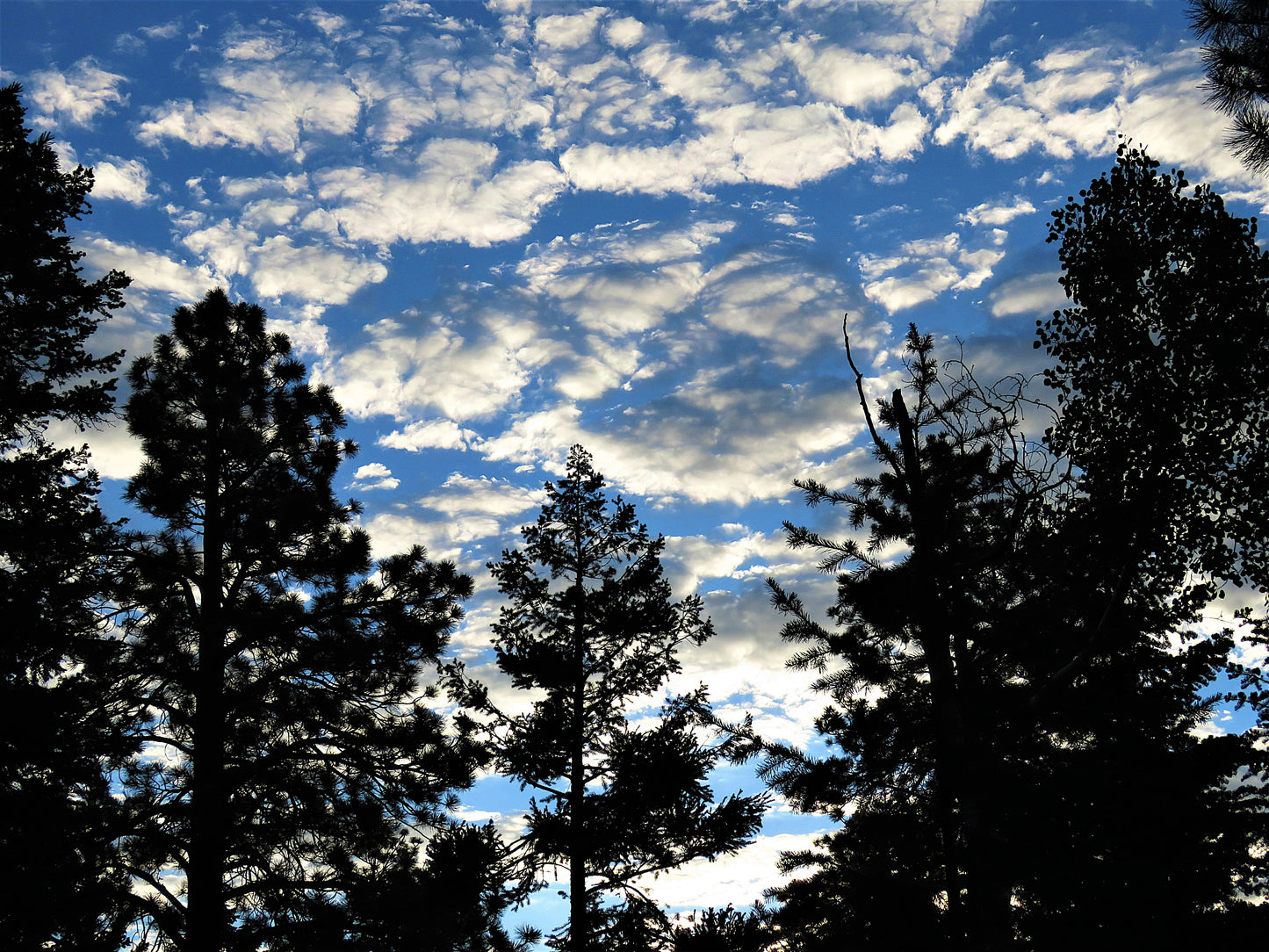 Photo Sunrise White Clouds Blue Sky Pine Trees Duck Creek Village Utah