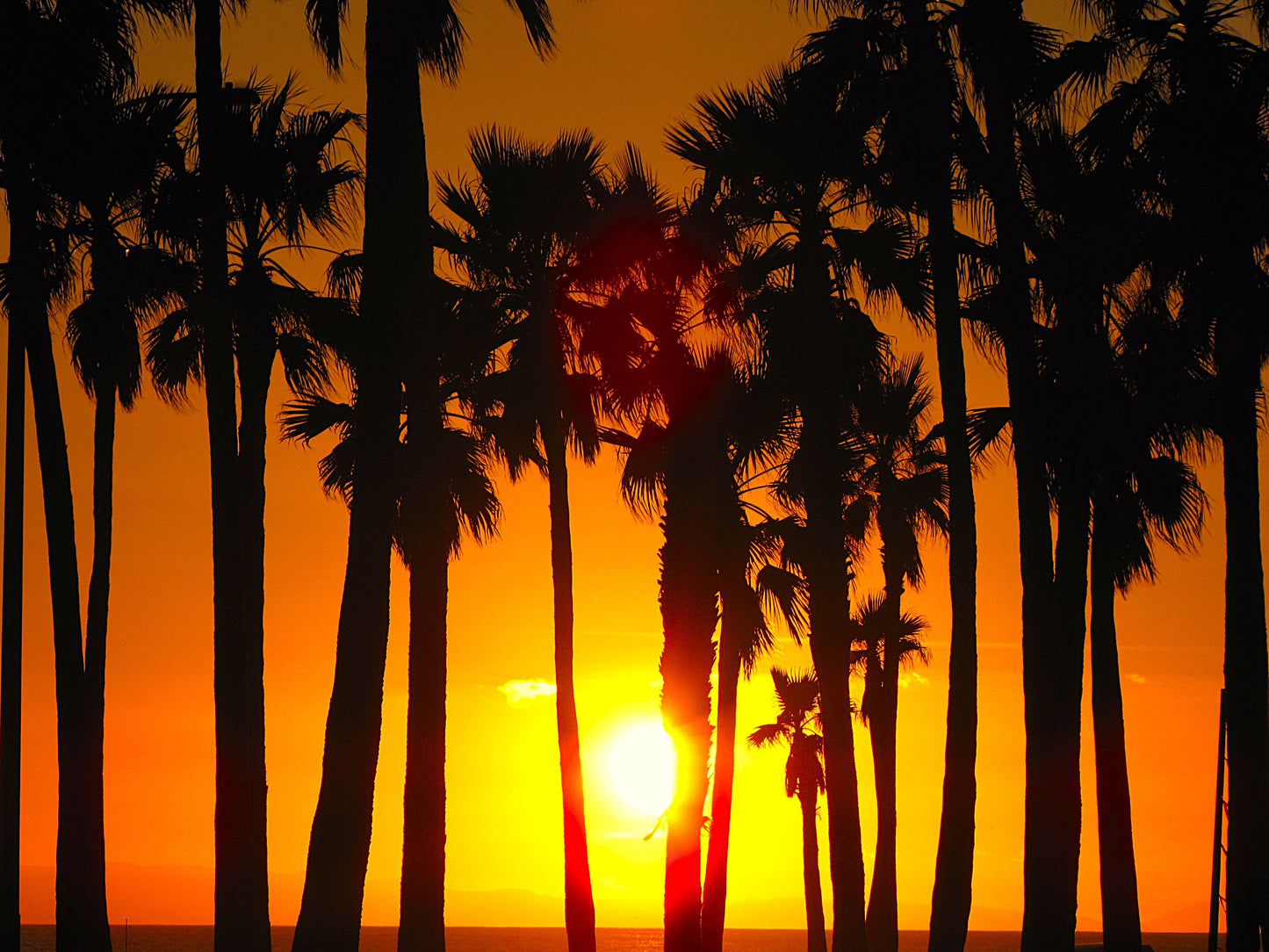 Photo Sunset Palm Trees Beach Balboa Island