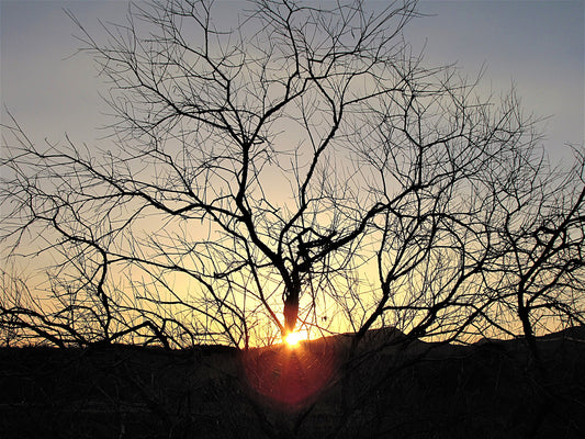 Photo Sunset Through Desert Branches Morongo Reservation Banning California