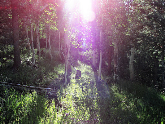 Photo Sunshine Filtering Through Pine Trees Duck Creek Village Utah