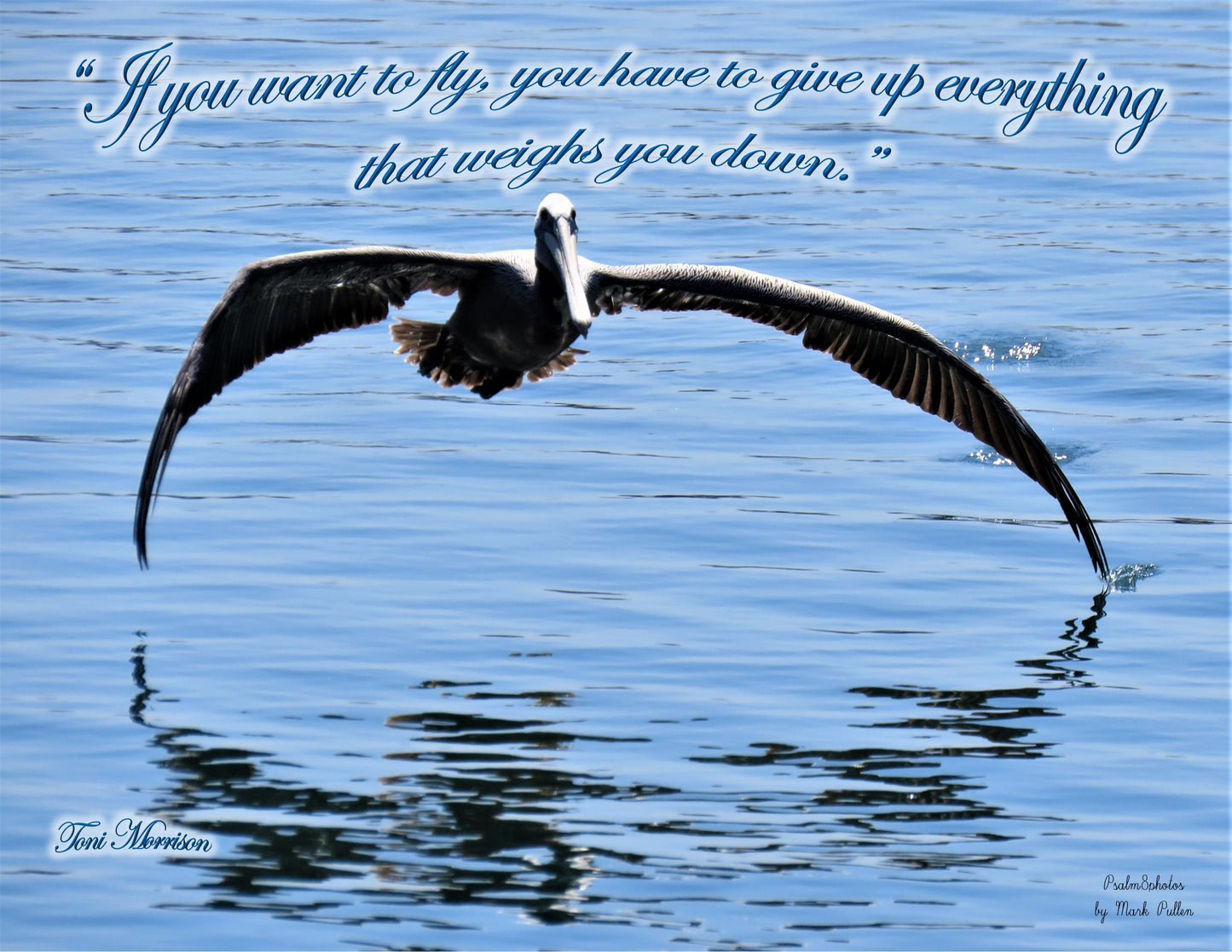 Photo Inspirational Quote Pelican Wings Blue Water, Toni Morrison, Dana Point California