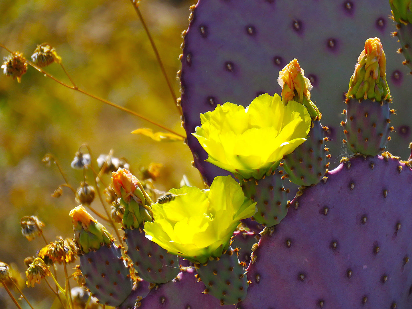 Photo Violet Prickly Pear Cactus Closeup Yellow Flowers Buds Desert Cave Creek Arizona