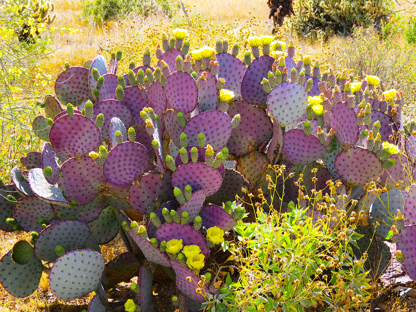 Photo Violet Prickly Pear Cactus Yellow Flowers Buds Desert Floor Cave Creek Arizona