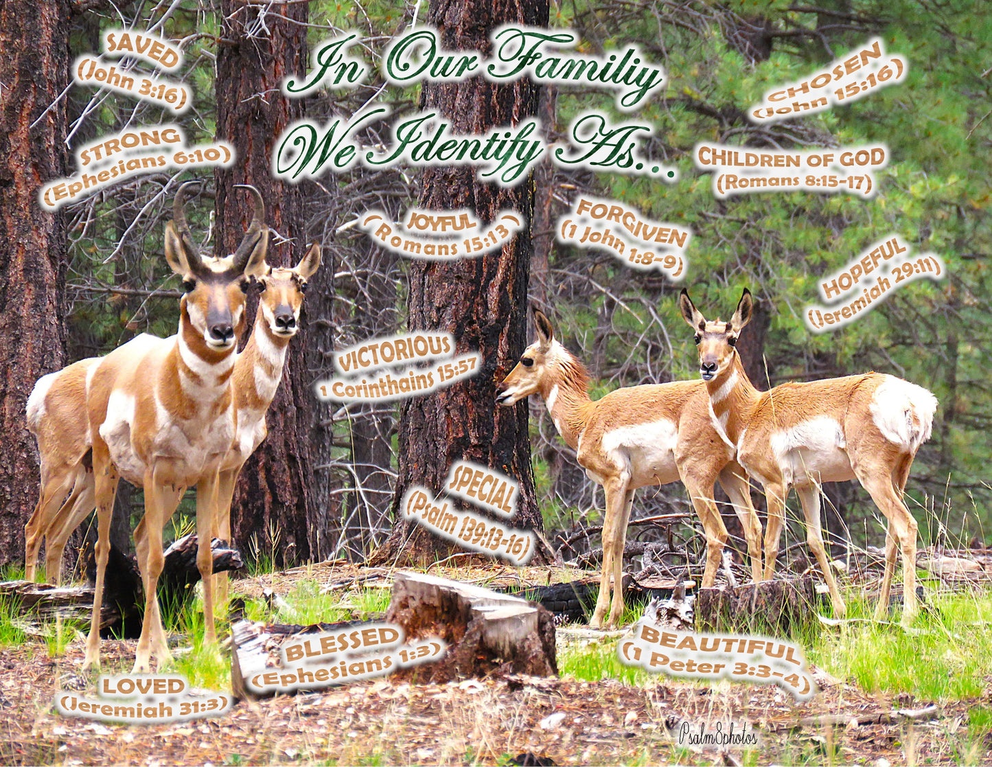 Photo I Identify as: Proghorn Antelope Family Forest Duck Creek Village Utah