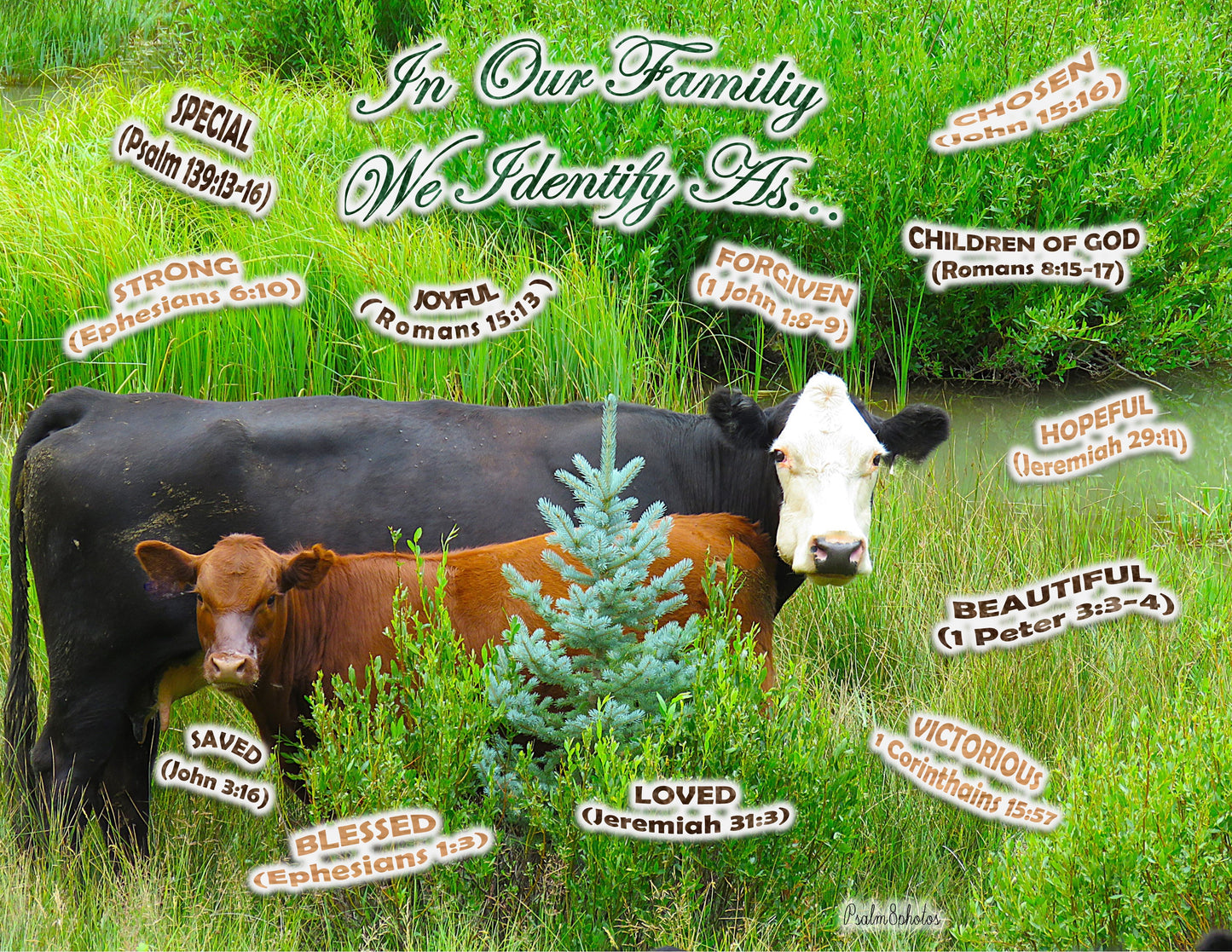 Photo I Identify as Collection Mama Cow Calf Meadow Christmas Tree Duck Creek Village Utah