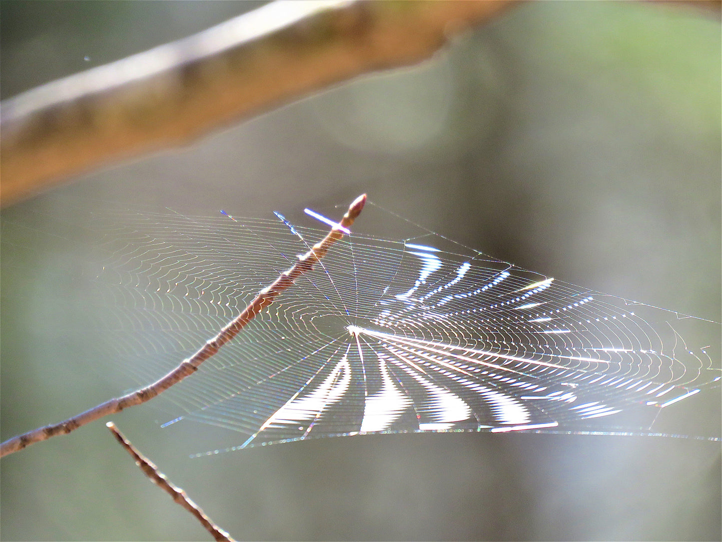 Photo Autumn Spiders Web Glistening Bare Branches Cades Cove Tennessee