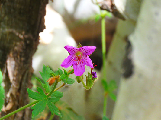 Photo Pink Wildflower Shade Aspens Pines Forest Duck Creek Village Utah