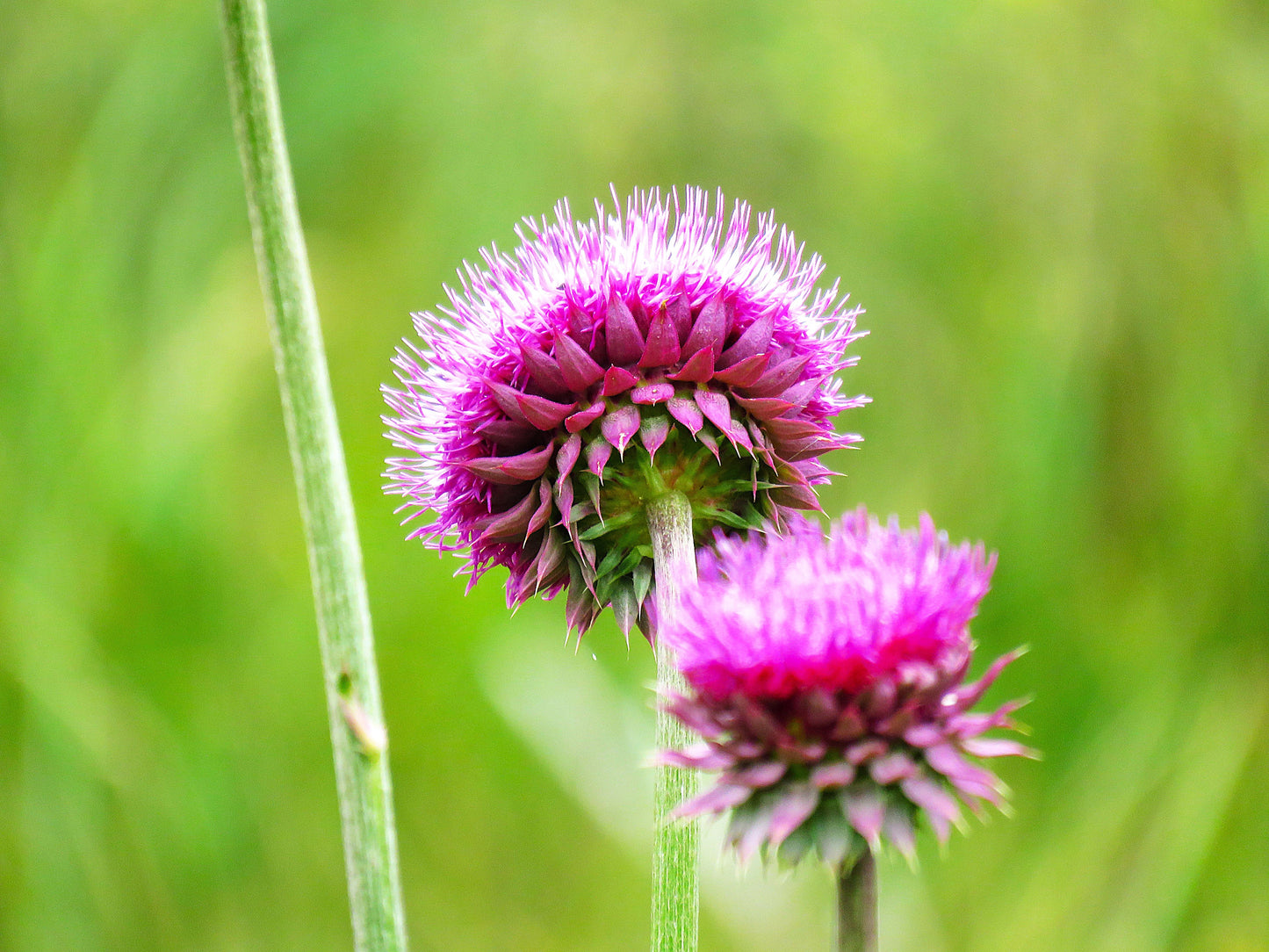 Photo Plumeless Thistle Wildflower Bottom Side Duck Lake Duck Creek Village Utah