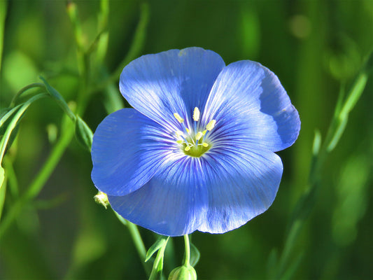 Photo Blue Flax Wildflower Green Plants Yucaipa California