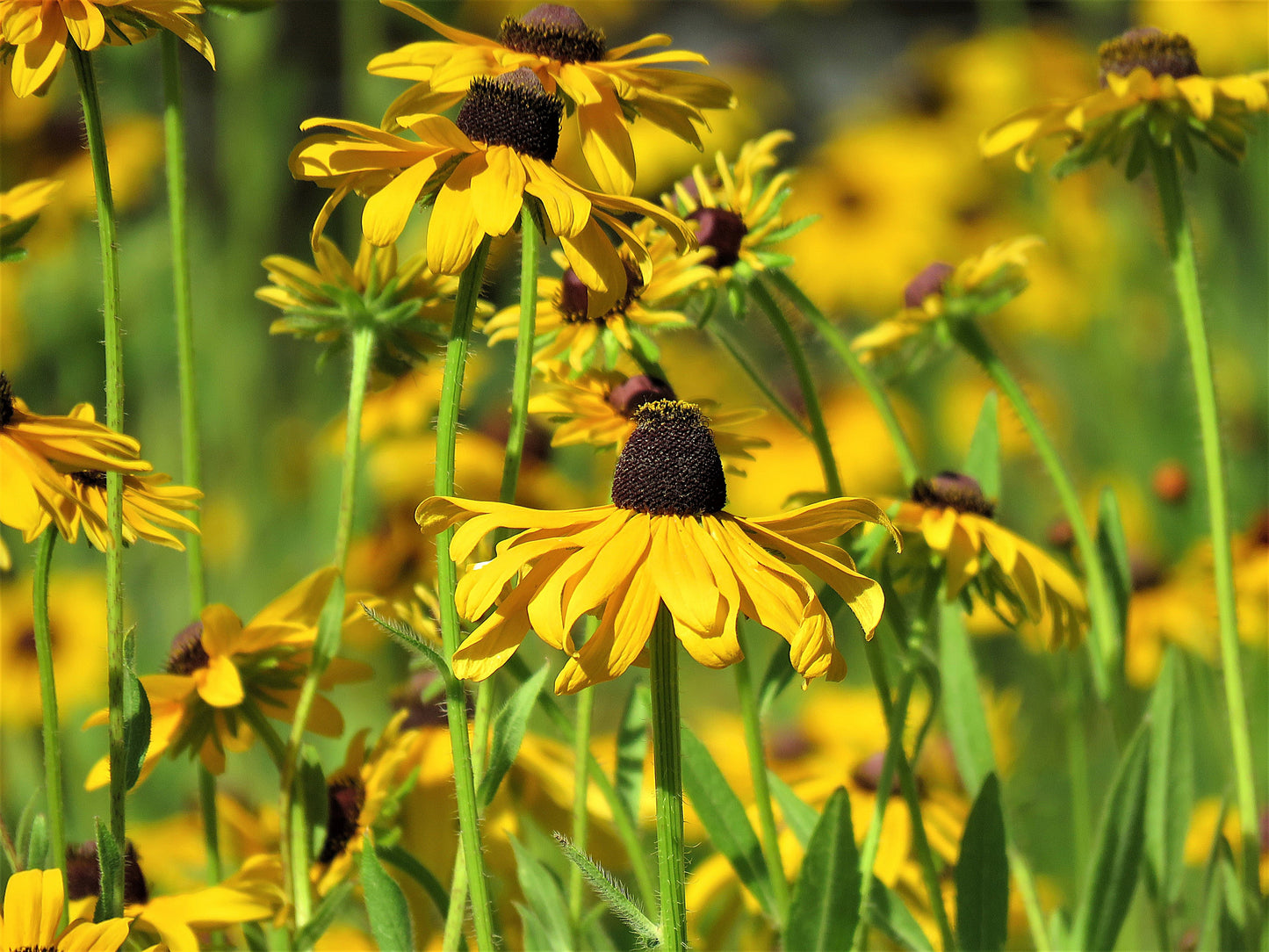 Photo Brown Eyed Susan Wildflower Party Yucaipa California