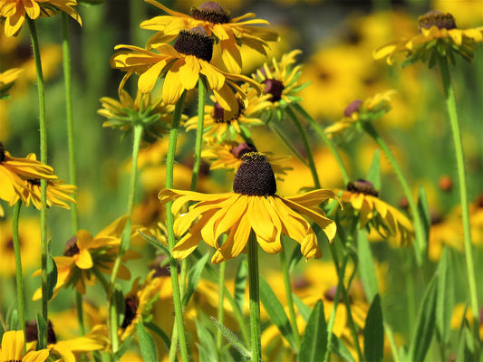 Photo Brown Eyed Susan Wildflower Party Yucaipa California