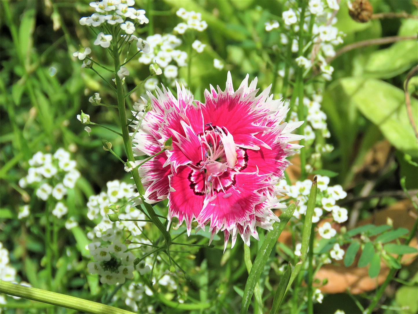 Photo China Pink Wildflower Surrounded by Tiny White Flowers Yucaipa California