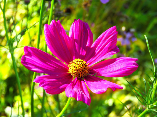 Photo Brilliant Pink Cosmos Wildflower Closeup Yucaipa California