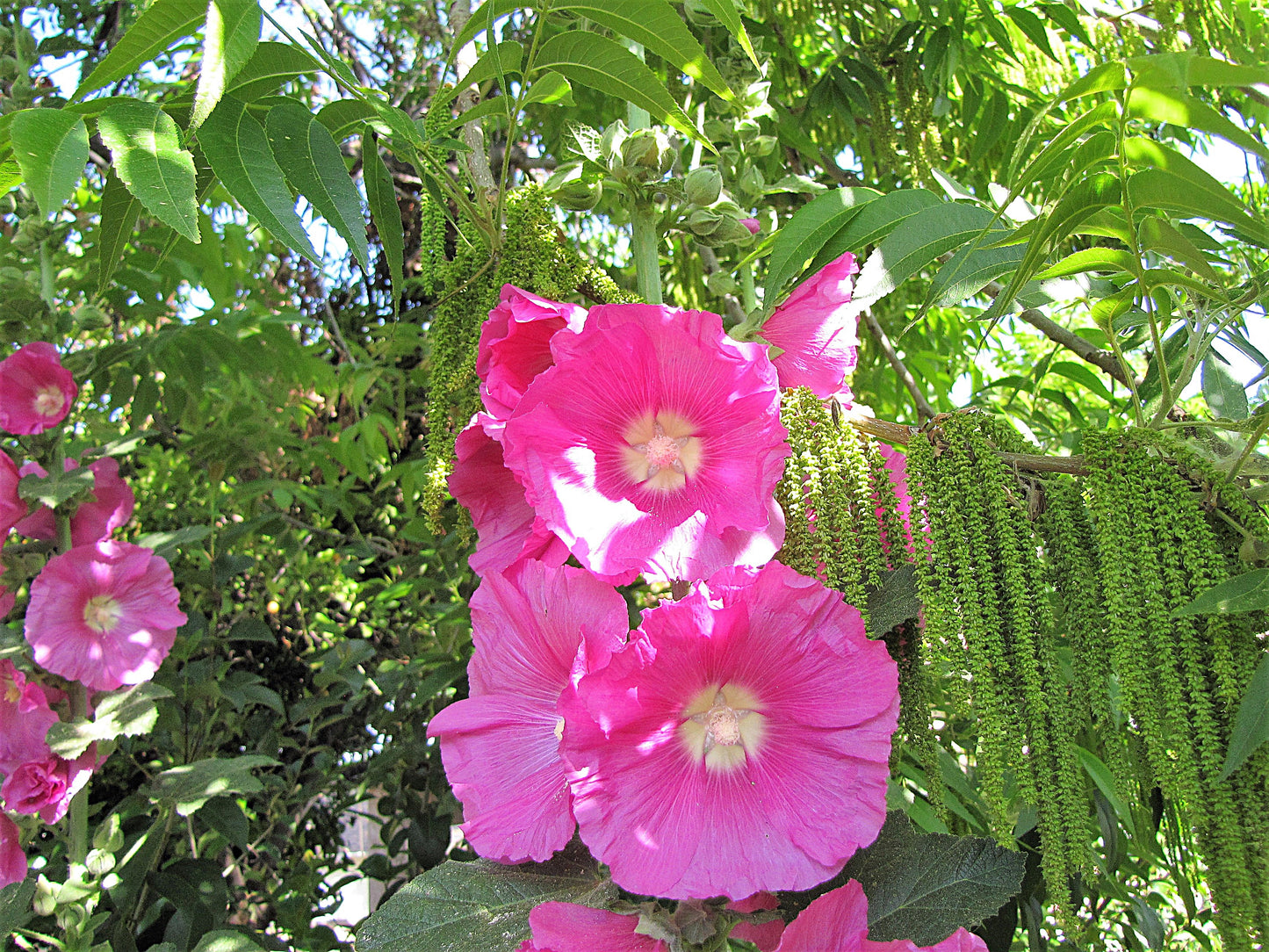 Photo Pink Hollyhock Wildflowers Lush Green Leaves Yucaipa California