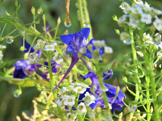 Photo Larkspur and Sweet Alyssum Wildflowers Water Droplets Yucaipa California