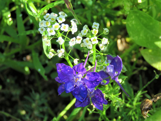 Photo Larkspur and Sweet Alyssum Wildflowers Closeup Water Droplets Yucaipa California