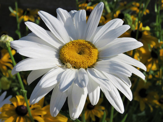 Photo Oxeye Daisy Wildflower Eight Legged Visitor Yucaipa California