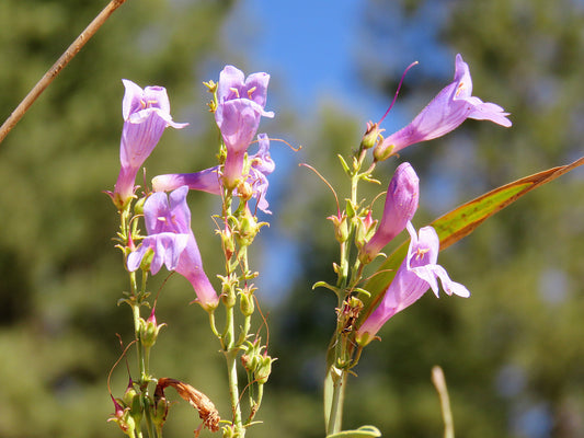 Photo Pink Penstemon Wildflowers Meadow Blue Sky Duck Creek Village Utah