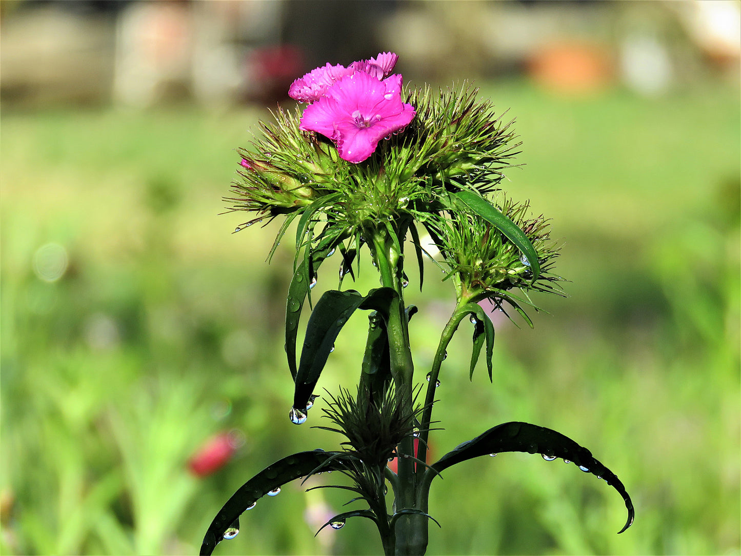 Photo Pink Wildflower Water Droplets Sun Bathed Yucaipa California