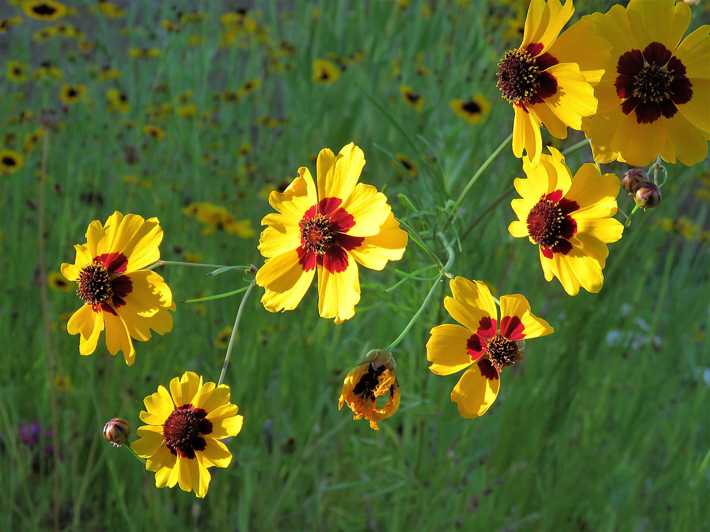 Photo Plentiful Plains Coreopsis Wildflowers Drenched in Sun Yucaipa California