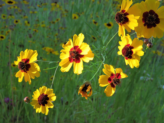 Photo Plentiful Plains Coreopsis Wildflowers Drenched in Sun Yucaipa California