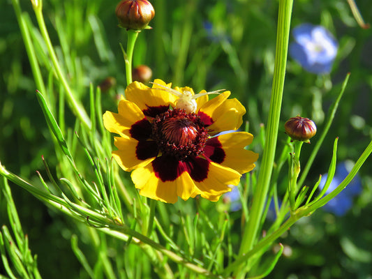 Photo Plains Coreopsis Wildflower with Eight Legged Friend Sunshine Yucaipa California