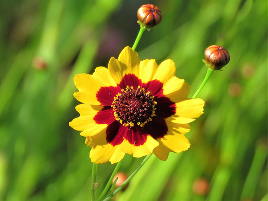 Photo Plains Coreopsis Wildflower Single Closeup Drenched in Sun Yucaipa California