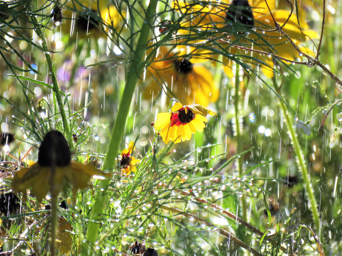 Photo Plains Coreopsis Wildflower Drenched in Droplets and Sun Yucaipa California