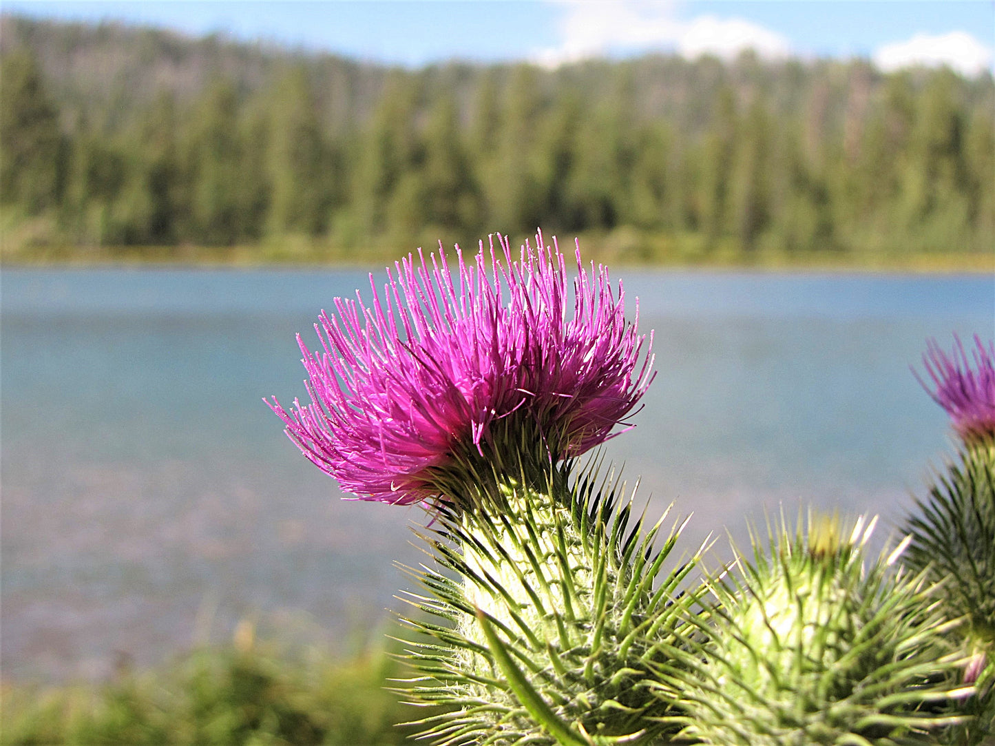 Photo Plumeless Thistle Wildflower Duck Lake Duck Creek Village Utah