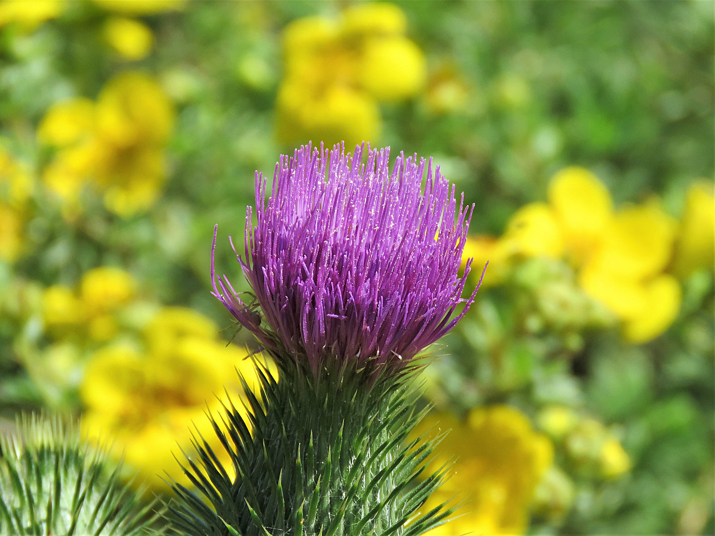 Photo Plumeless Thistle Wildflower Surrounded by Yellow Flowers Duck Creek Village Utah