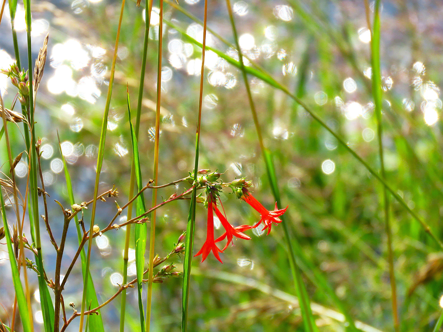 Photo Scarlet Gila Wildflower Meadow Sparkling Stream Duck Creek Village Utah