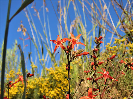 Photo Scarlet Gila Wildflower Meadow Yellow Flowers Blue Sky Duck Creek Village Utah