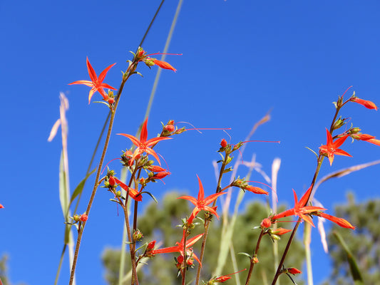 Photo Scarlet Gila Wildflower Meadow Brilliant Blue Sky Duck Creek Village Utah