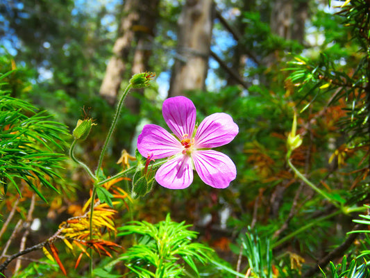 Photo Sticky Purple Geranium Wildflower Pines Forest Floor Duck Creek Village Utah