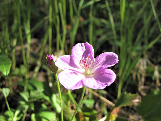 Photo Sticky Purple Geranium Wildflower Meadow Duck Creek Village Utah