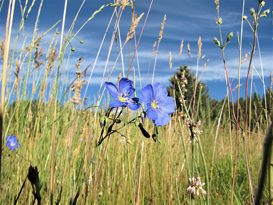 Photo Blue Flax Wildflowers Meadow Grasses Blue Sky Duck Creek Village Utah