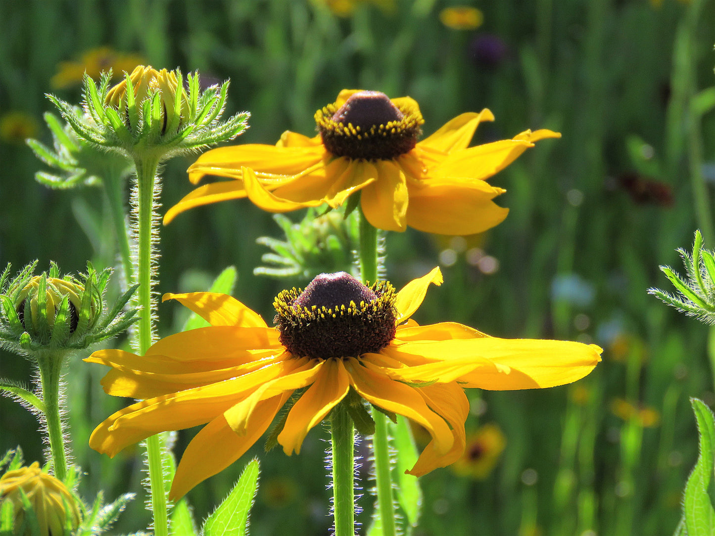 Photo Brown Eyed Susan Wildflowers Couple Closeup Yucaipa California