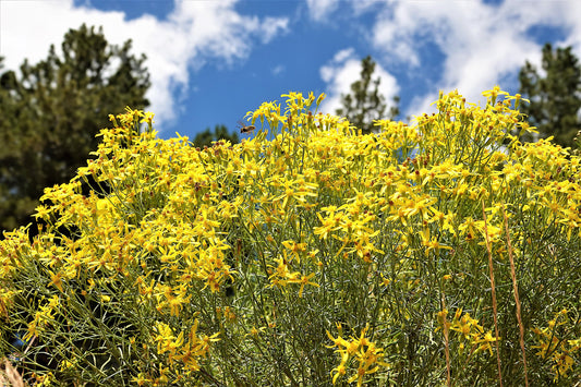 Photo Tapertip Hawksbeard Wildflowers Meadow Blue Sky Clouds Duck Creek Village Utah