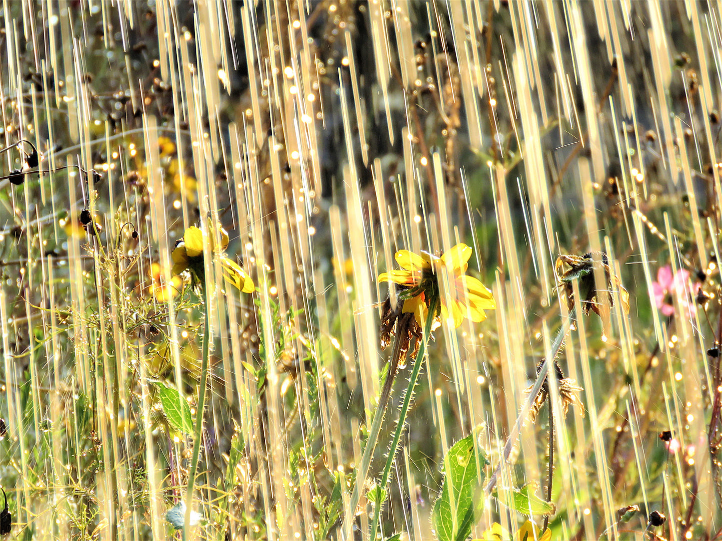 Photo Streaking "Rain" and Sun Drenched Wildflowers Yucaipa California