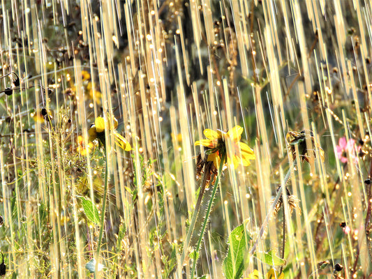 Photo Streaking "Rain" and Sun Drenched Wildflowers Yucaipa California