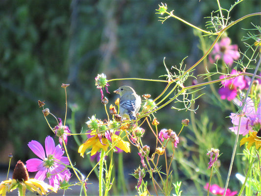 Photo House Finches Wildflowers Yucaipa California