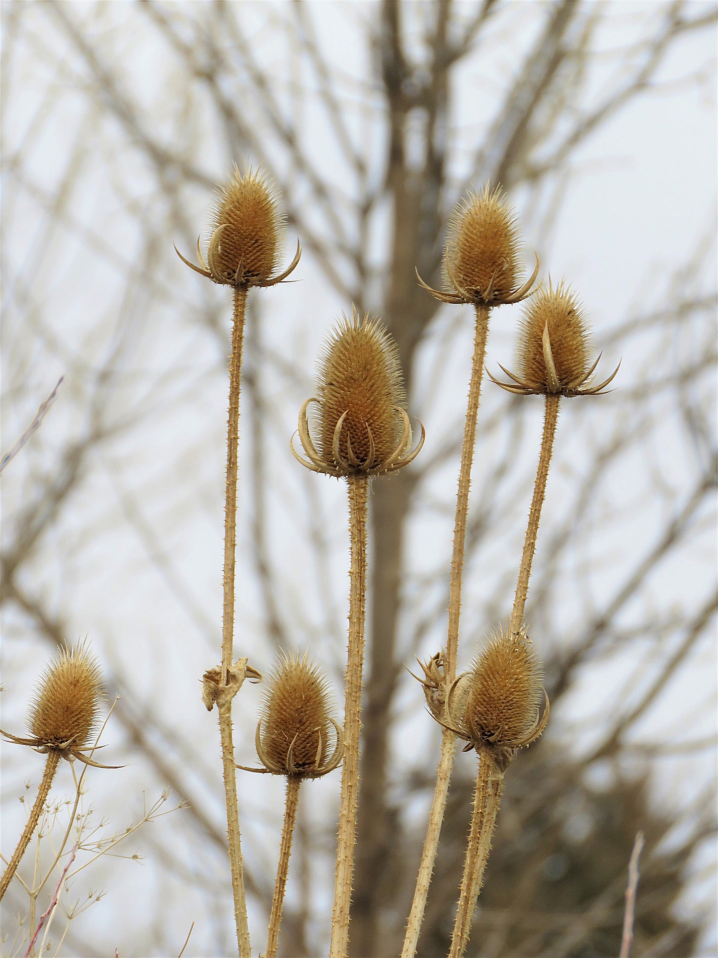 Photo Winter Landscape Plants Awaiting Spring Tree Littleton Colorado