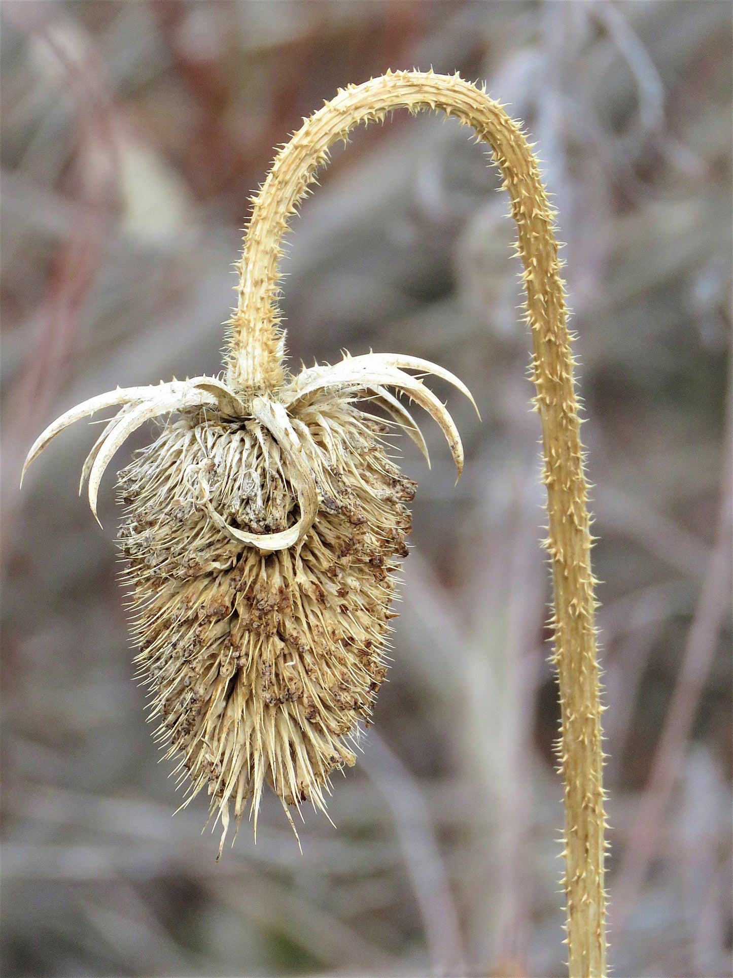 Photo Winter Landscape Closeup Plant Awaiting Spring Littleton Colorado