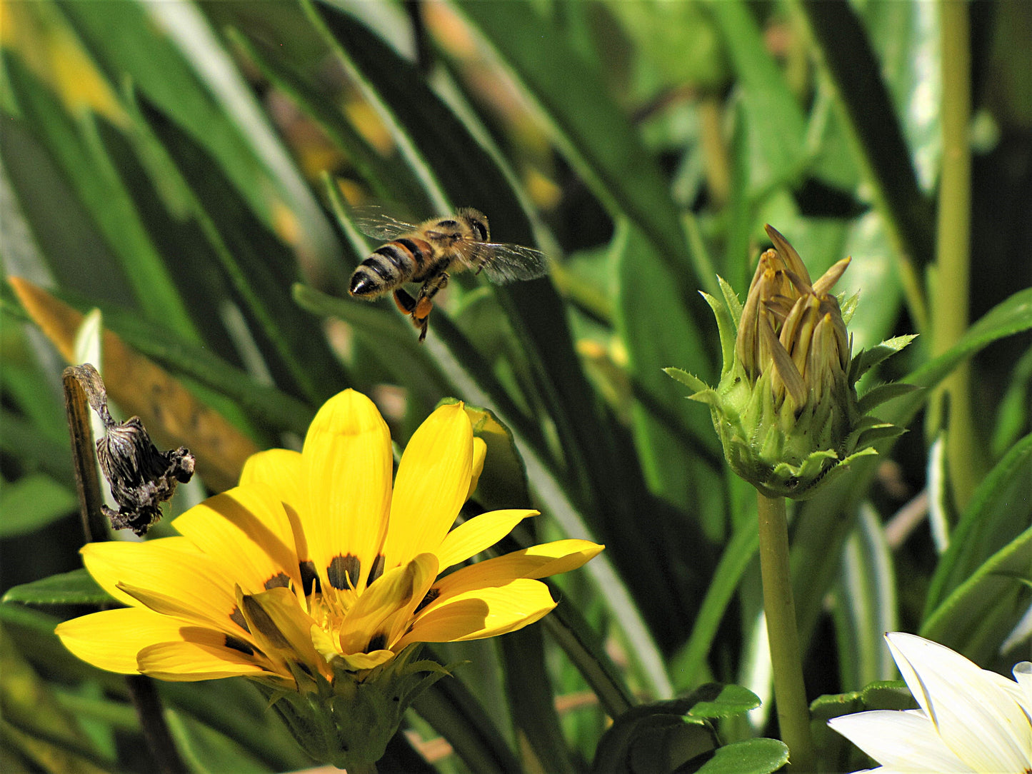 Photo Bumble Bee Flying over Gazania Regins Flower Yucaipa California